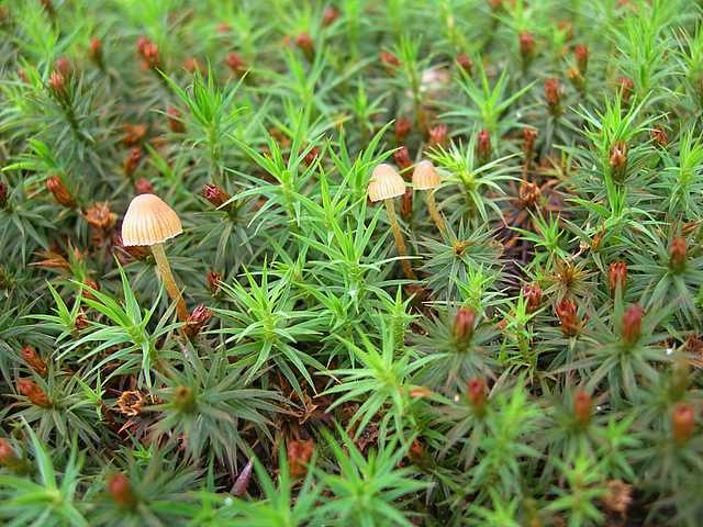 La flora micologica oltre i 1000 m.